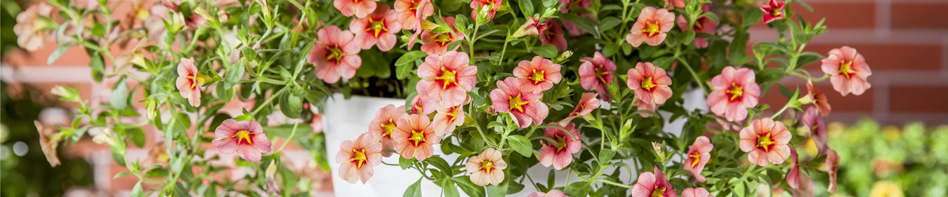 Calibrachoa Calibrachoa