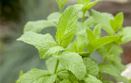 Das ist dufte! Die Offensive für die Sinne Das ist dufte! Die Offensive für die Sinne