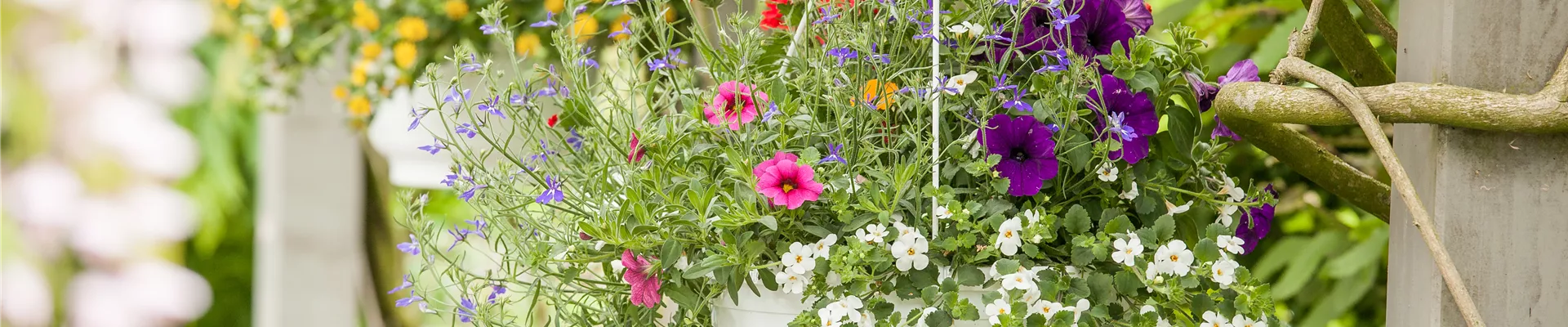 Blumenampel Blumenampel