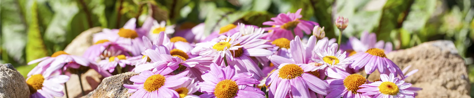 Osteospermum Osteospermum