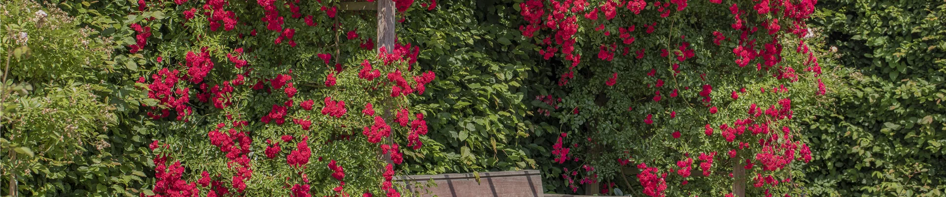 Kletterrose, rot Kletterrose, rot