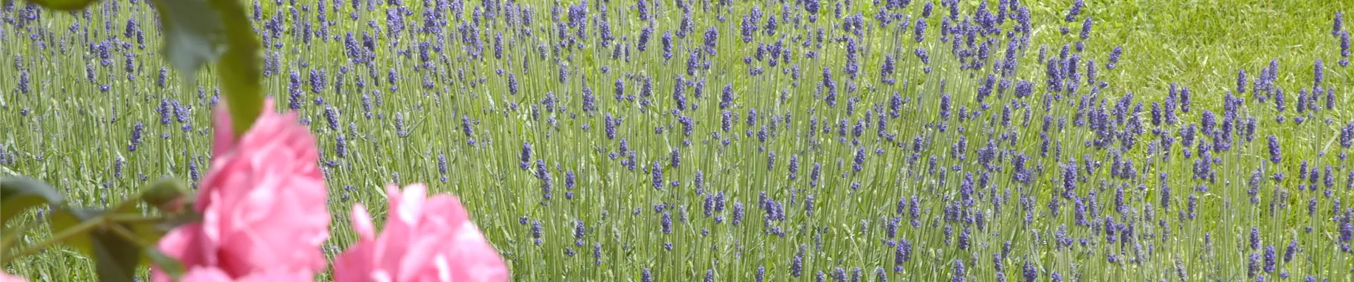 Lavandula Lavandula