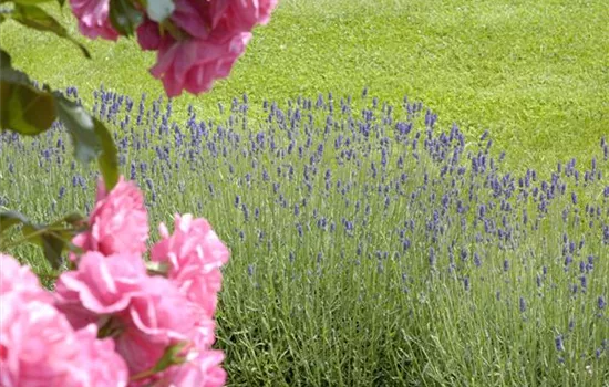 Der Duftgarten: viel zu entdecken für Spürnasen Der Duftgarten: viel zu entdecken für Spürnasen