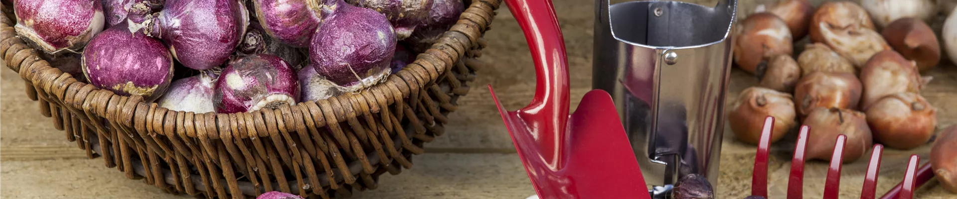 Hyacinthus Hyacinthus