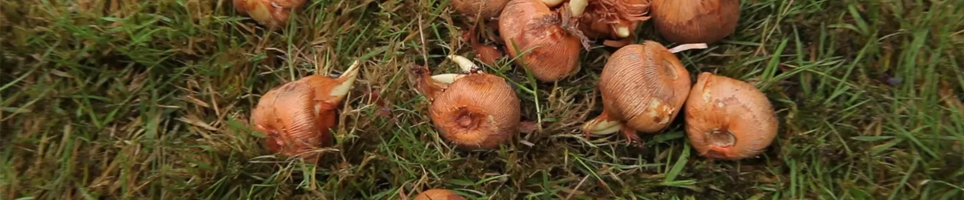 Krokusse - Zwiebeln einpflanzen (1) Krokusse - Zwiebeln einpflanzen (1)