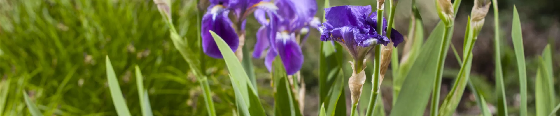 Iris x germanica 'Alfred' Iris x germanica 'Alfred'