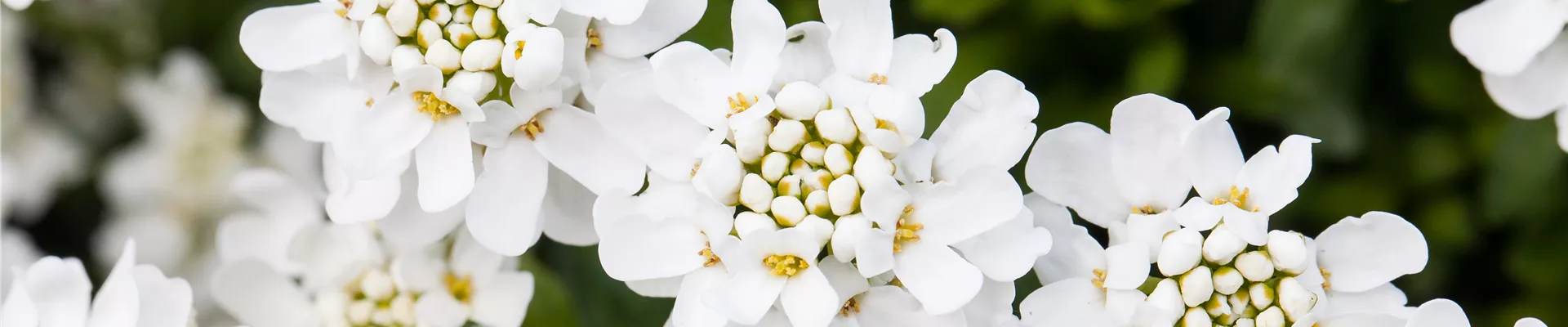 Iberis sempervirens 'Schneeflocke' Iberis sempervirens 'Schneeflocke'