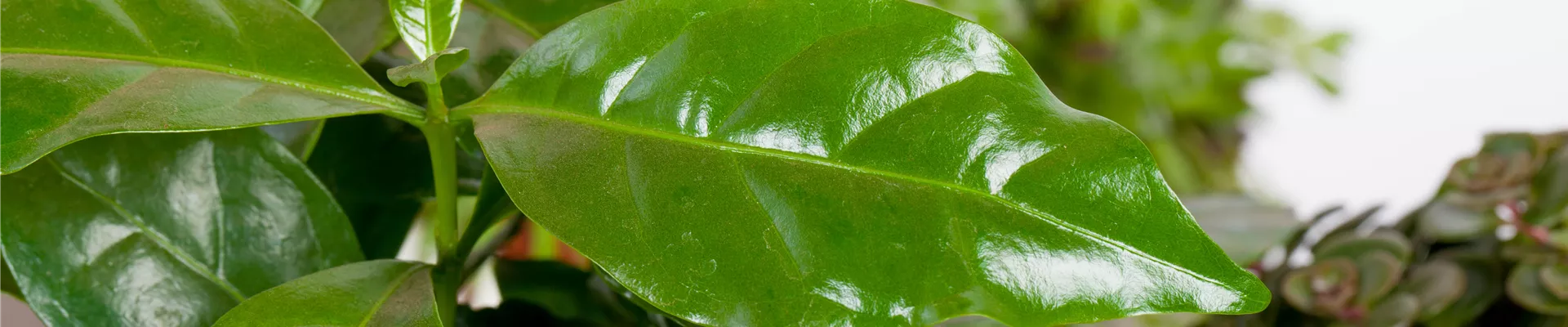 Coffea arabica Coffea arabica