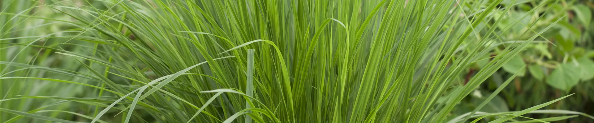 Panicum virgatum 'Northwind' Panicum virgatum 'Northwind'