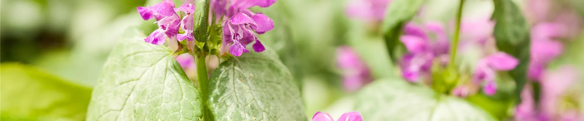 Lamium maculatum Lamium maculatum