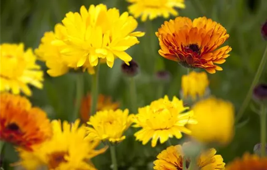 Gartenzauber im Zaubergarten. Etwas Magie gefällig? Gartenzauber im Zaubergarten. Etwas Magie gefällig?