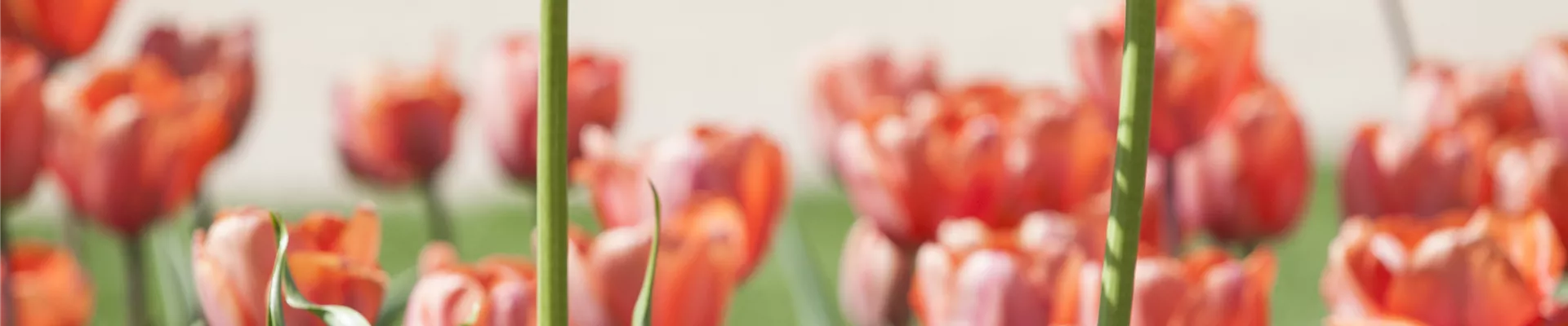 Fritillaria imperialis 'Maxima Lutea' Fritillaria imperialis 'Maxima Lutea'