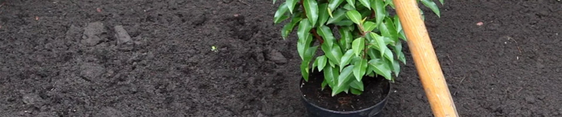 Portugiesischer Kirschlorbeer - Einpflanzen im Garten (2) Portugiesischer Kirschlorbeer - Einpflanzen im Garten (2)