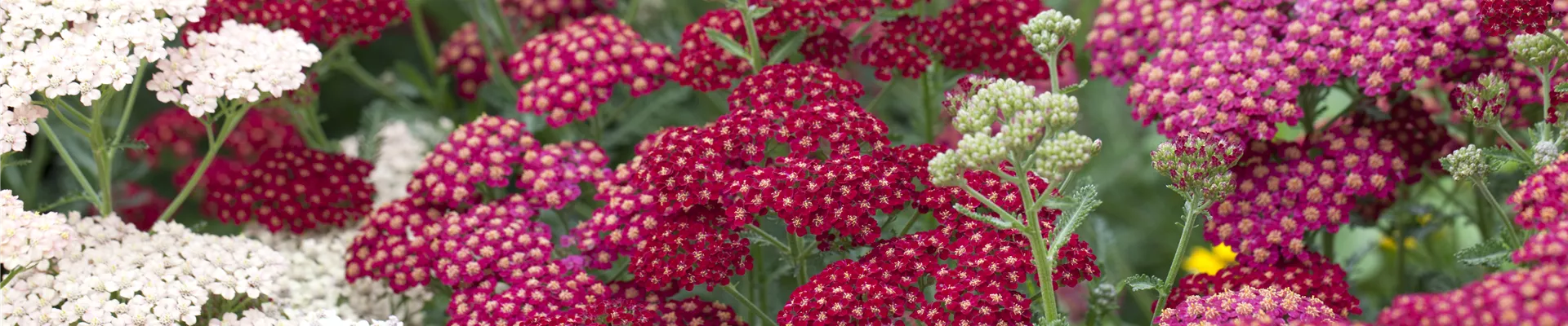 Achillea millefolium 'Red Velvet' Achillea millefolium 'Red Velvet'