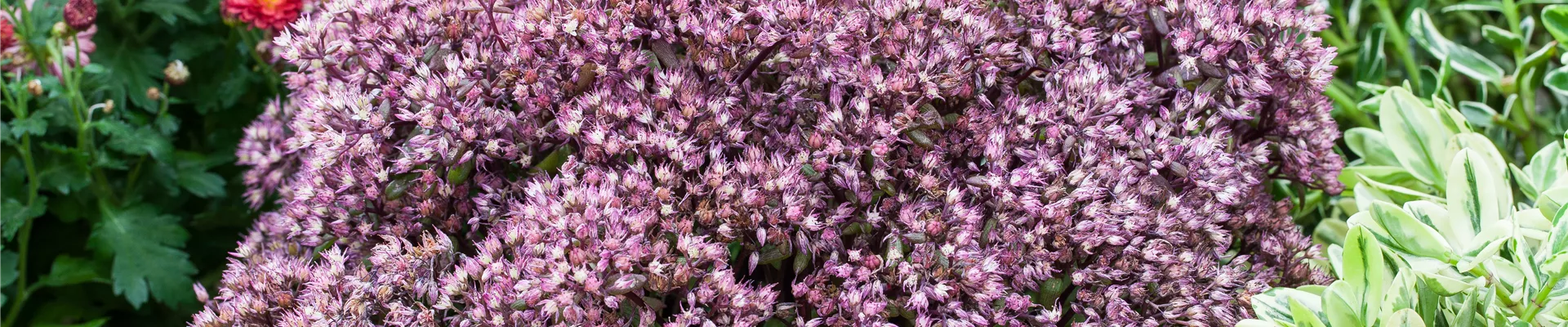 Sedum Sedum