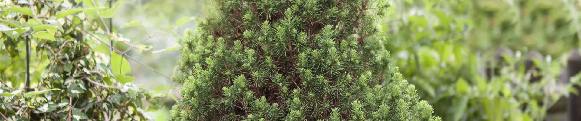 Picea glauca 'Conica' Picea glauca 'Conica'