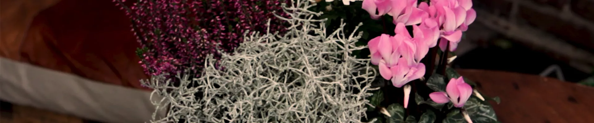 Blumenkübel - Herbstlich - Alle Pflanzen Blumenkübel - Herbstlich - Alle Pflanzen