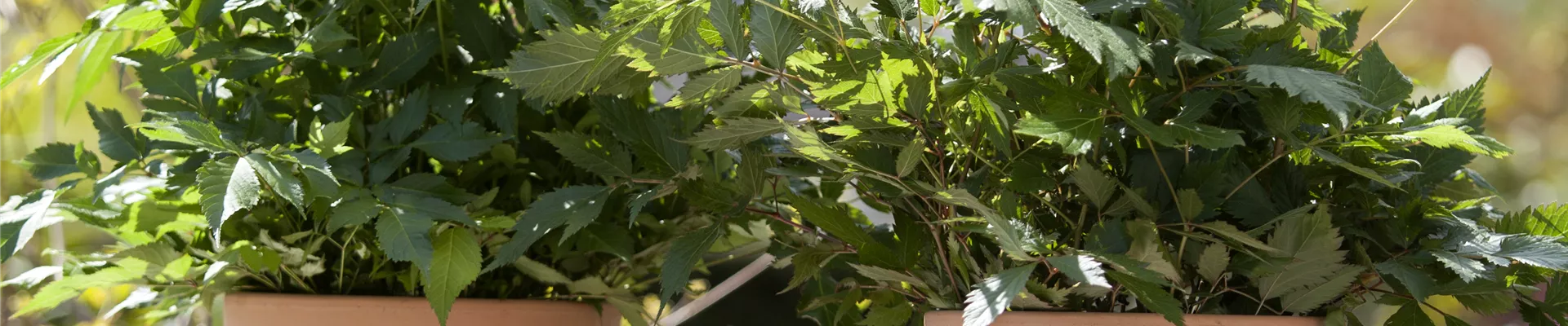 Astilbe x arendsii Astilbe x arendsii