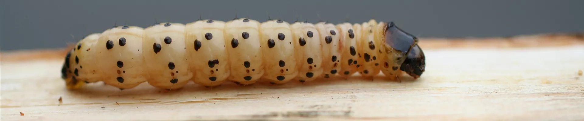 Blausieb Larve Blausieb Larve