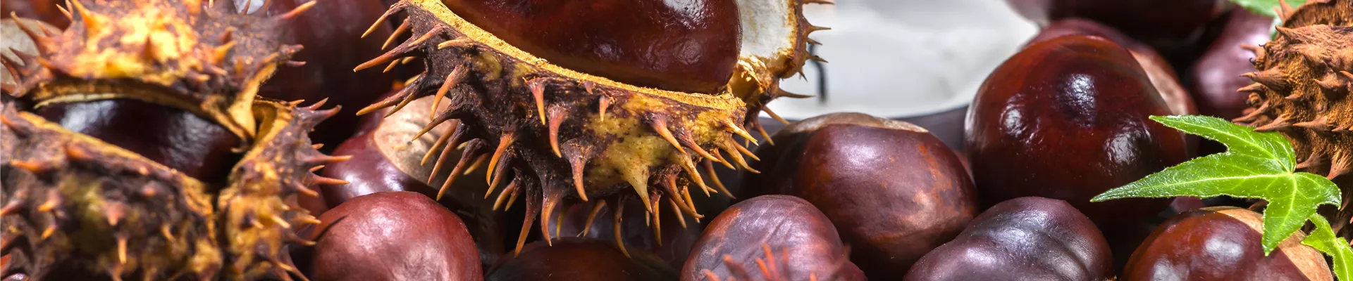 Aesculus hippocastanum Aesculus hippocastanum