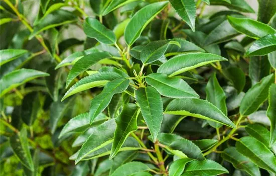 Portugiesischer Kirschlorbeer – immergrünes Multitalent Portugiesischer Kirschlorbeer – immergrünes Multitalent