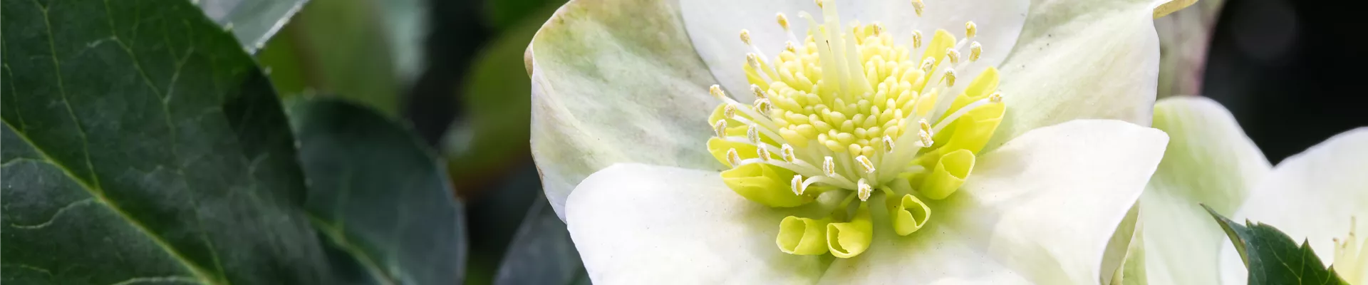 Helleborus x ericsmithii 'HGC Shooting Star'® Helleborus x ericsmithii 'HGC Shooting Star'®