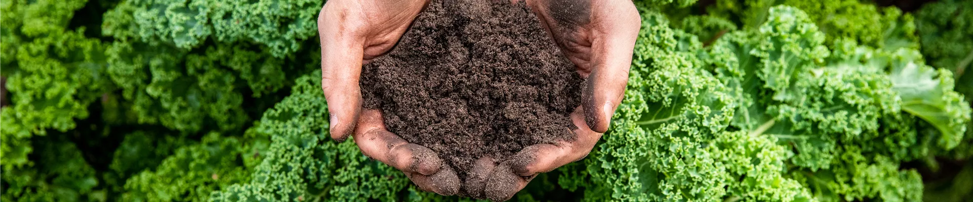 Erde in Händen  Erde in Händen