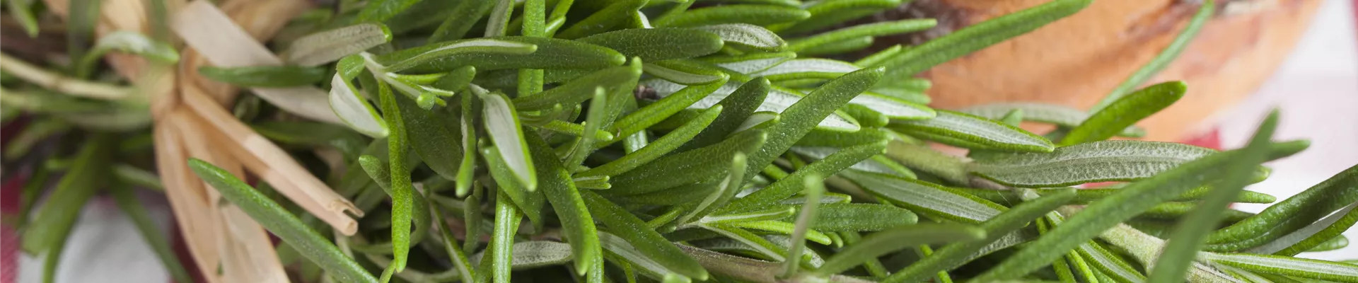 Rosmarinus officinalis Rosmarinus officinalis