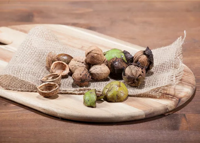 Nüsse und Schalenfrüchte aus Ihrem Garten Nüsse und Schalenfrüchte aus Ihrem Garten