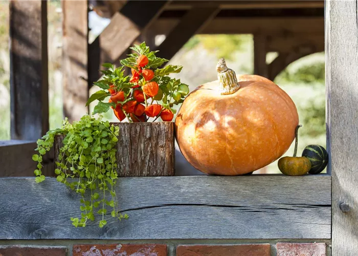 Der schöne Balkonkasten im Herbst: es muss nicht immer grau in grau sein!