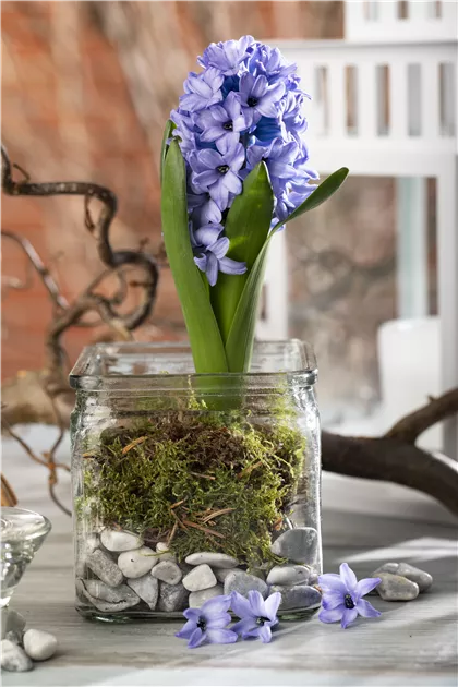 Weihnachtliche Geschenkidee: Blumenzwiebeln im Glas - Deltaflor