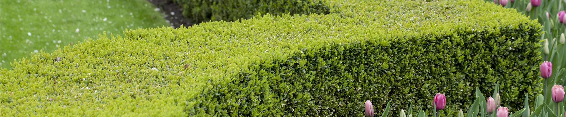 Buxus sempervirens Buxus sempervirens