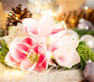 Amaryllis – weihnachtlicher Blütentraum Amaryllis – weihnachtlicher Blütentraum