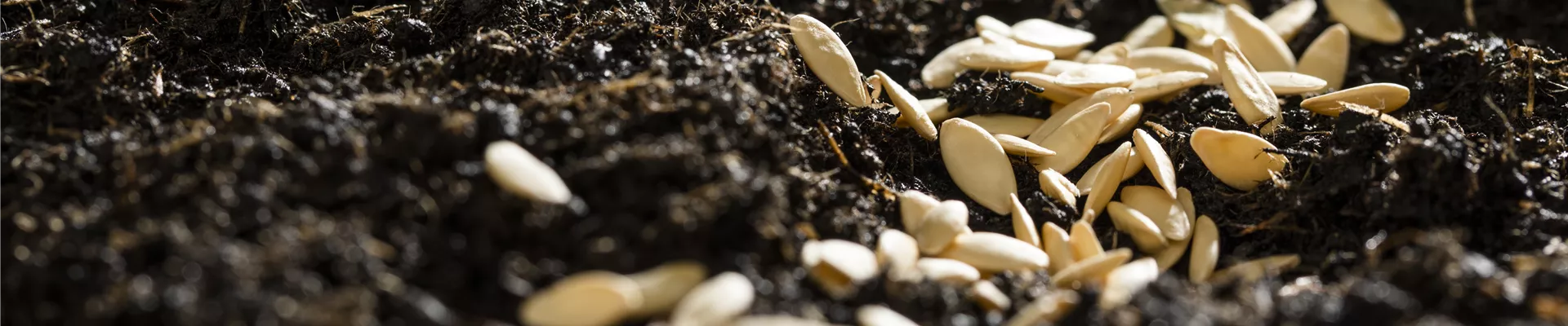 Samen auf Erde Samen auf Erde