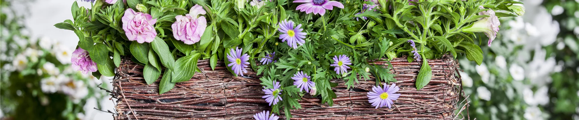 Osteospermum Osteospermum
