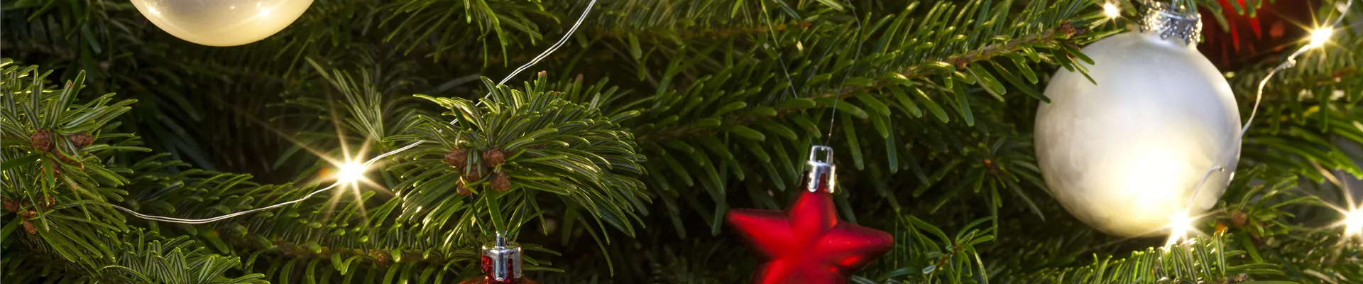 Abies nordmanniana Abies nordmanniana