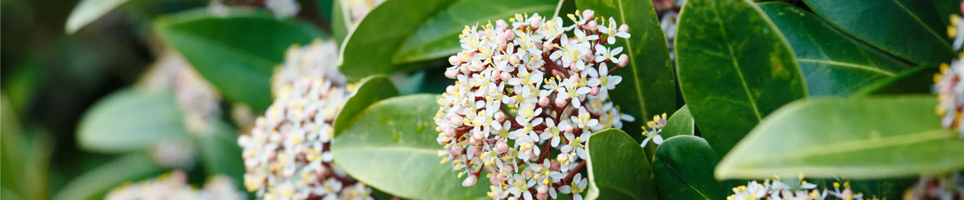 Skimmia japonica Skimmia japonica