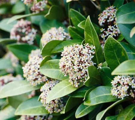 Vom Grünen und Blühen im Schnee Vom Grünen und Blühen im Schnee