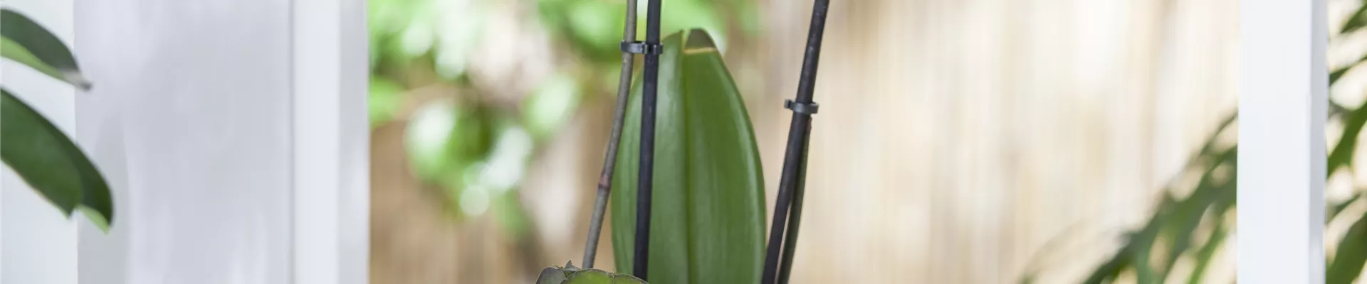 Phalaenopsis Phalaenopsis