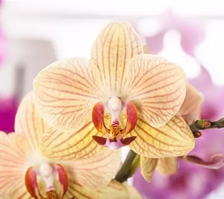 Exotik am Fensterbrett Exotik am Fensterbrett