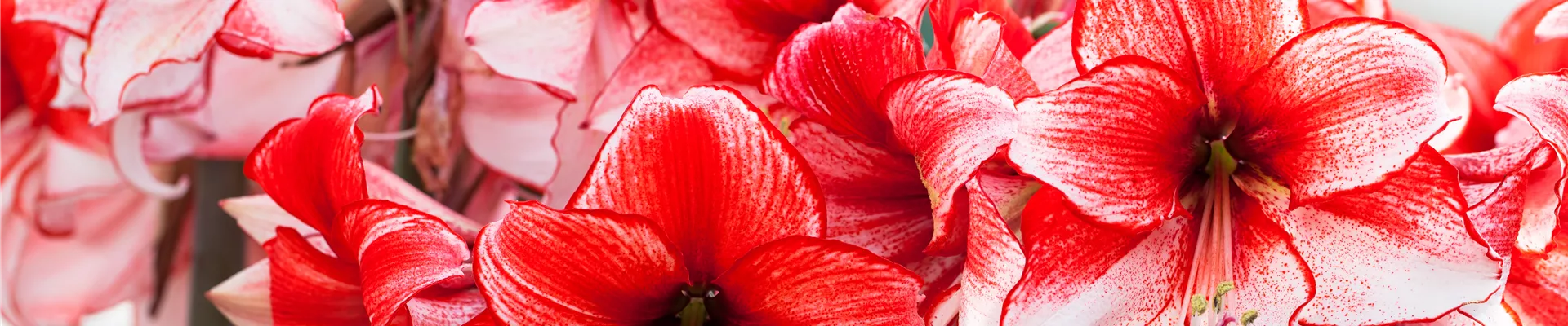 Hippeastrum 'Charisma' Hippeastrum 'Charisma'