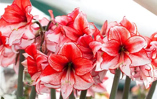 Amaryllis – pflanzen und pflegen im Haus Amaryllis – pflanzen und pflegen im Haus