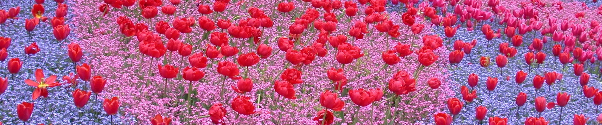 Myosotis sylvatica, Tulipa Myosotis sylvatica, Tulipa