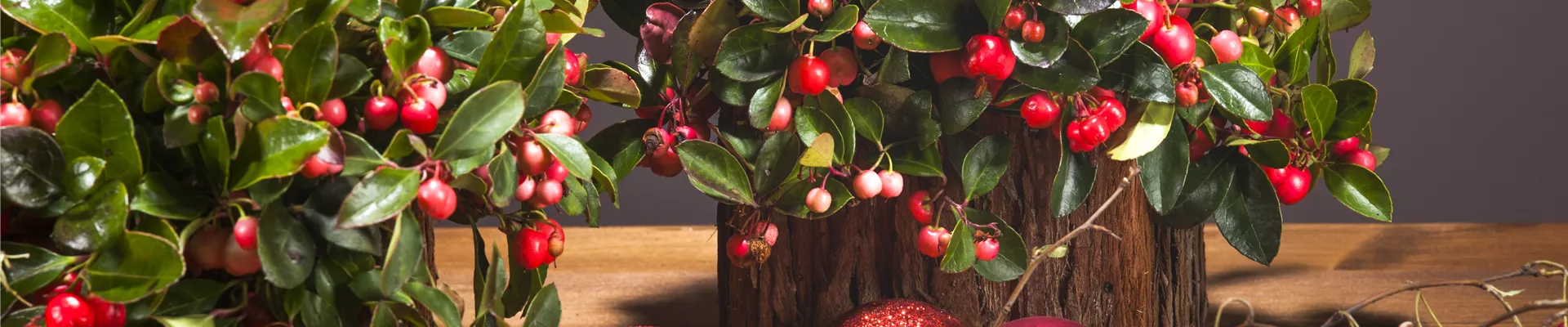 Gaultheria procumbens Gaultheria procumbens