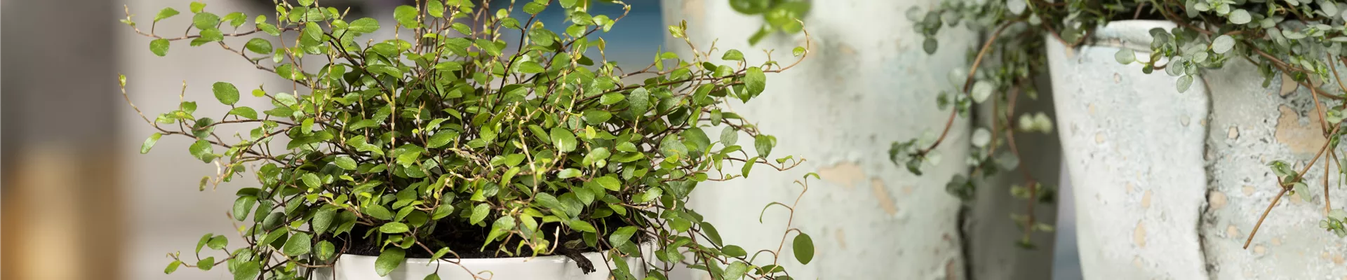 Muehlenbeckia complexa Muehlenbeckia complexa