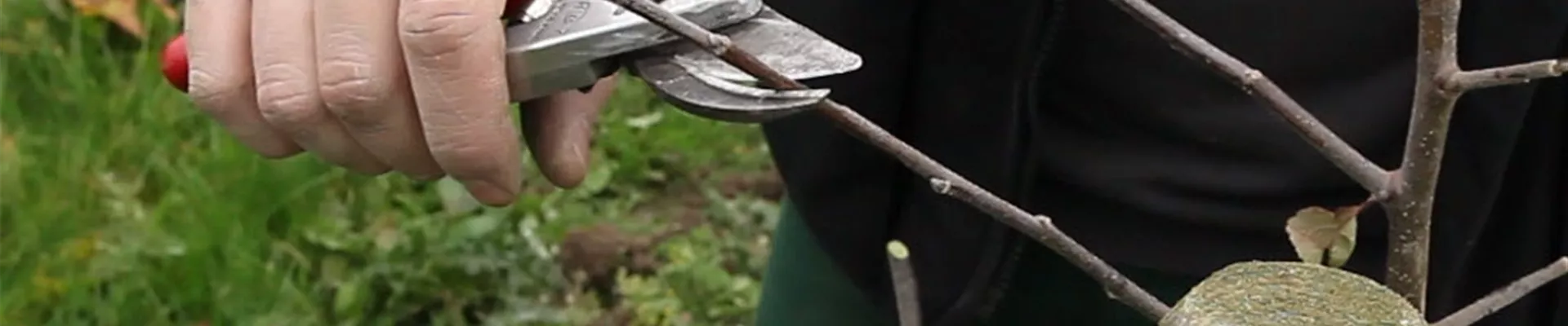 Apfelbaum - Pflanzschnitt (Anleitung - 3) Apfelbaum - Pflanzschnitt (Anleitung - 3)