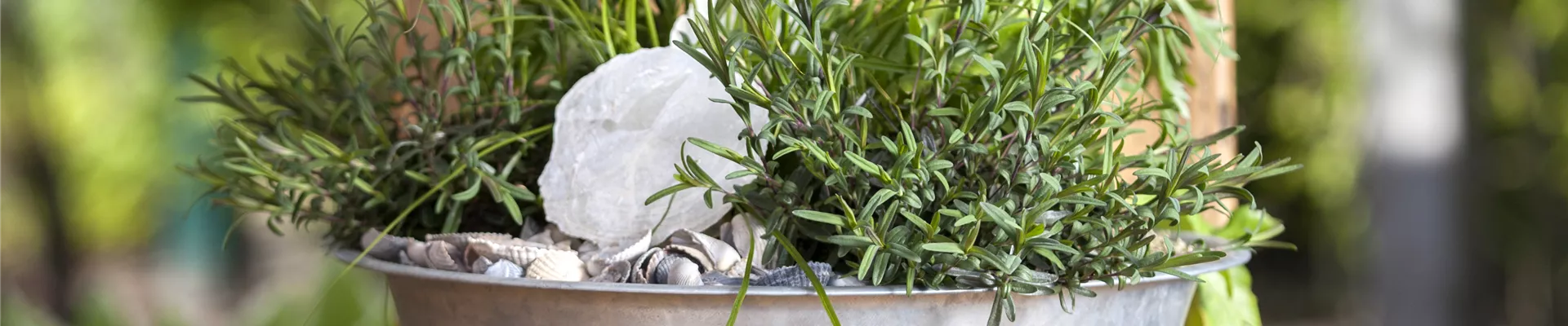 Ranunculus asiaticus Ranunculus asiaticus