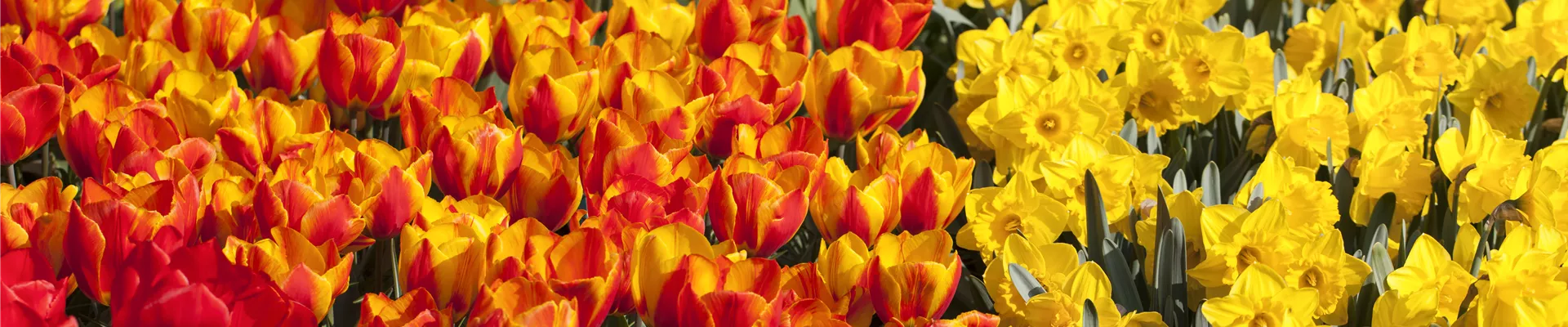 Tulipa Tulipa