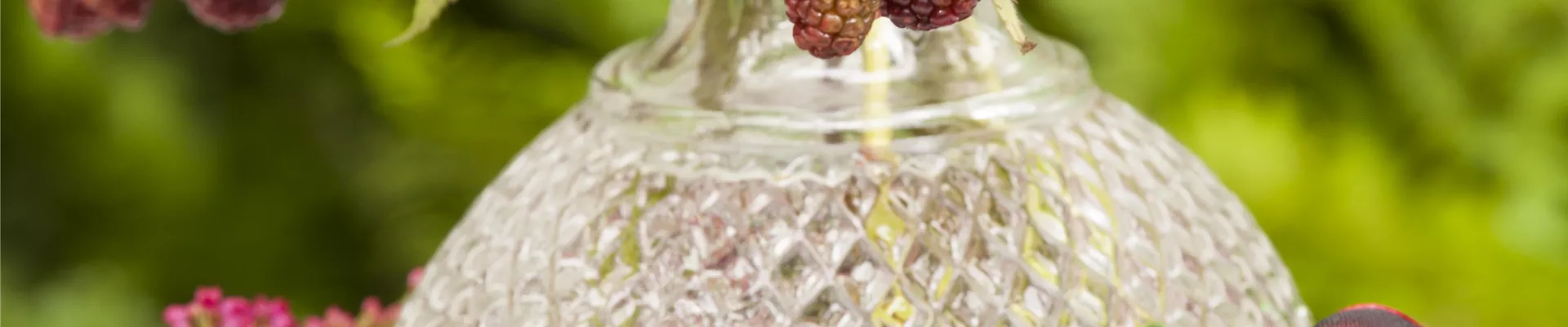 Calluna vulgaris Calluna vulgaris