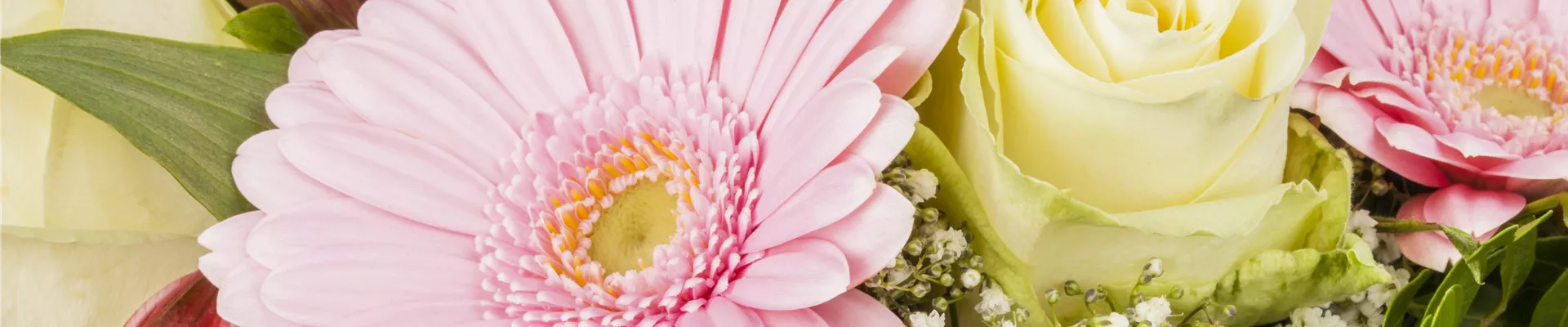 Rosa, weiß, Gerbera, rosa Rosa, weiß, Gerbera, rosa